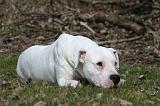 DOGUE ARGENTIN 519